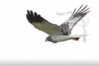 Oiseaux terrestres